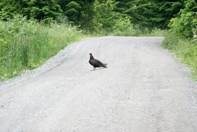 Vulture