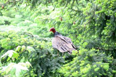 Vulture