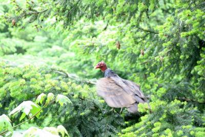 Vulture