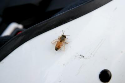 Bee