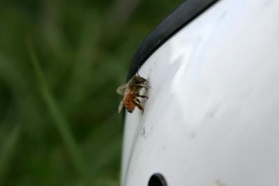 Bee