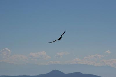 IMG_6594.jpg