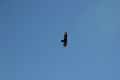 IMG_6599.jpg