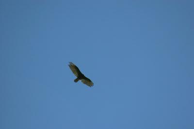 IMG_6601.jpg