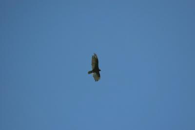 IMG_6602.jpg