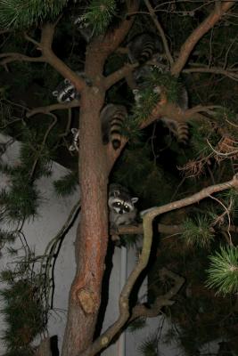 coons