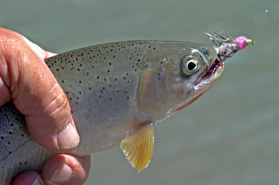Cutthroat Trout, Bull River, BC