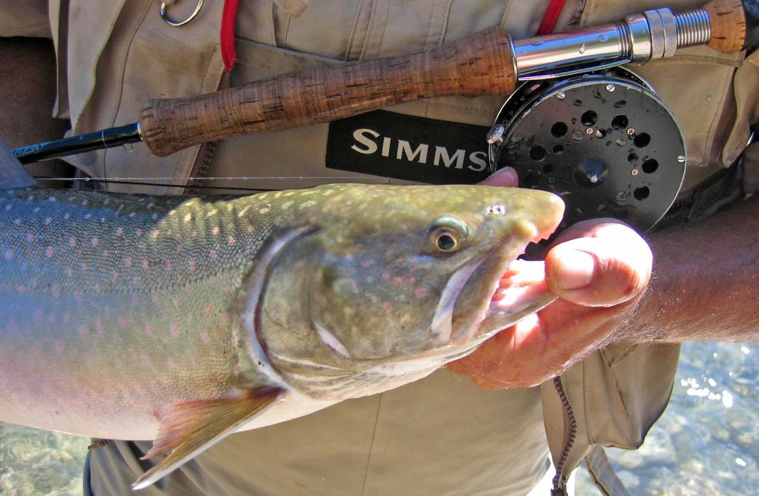Bull Trout, Wigwam River, BC
