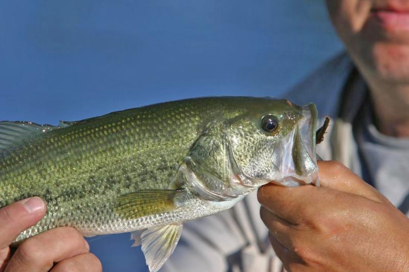 Largemouth Bass, Wasa Lake, BC