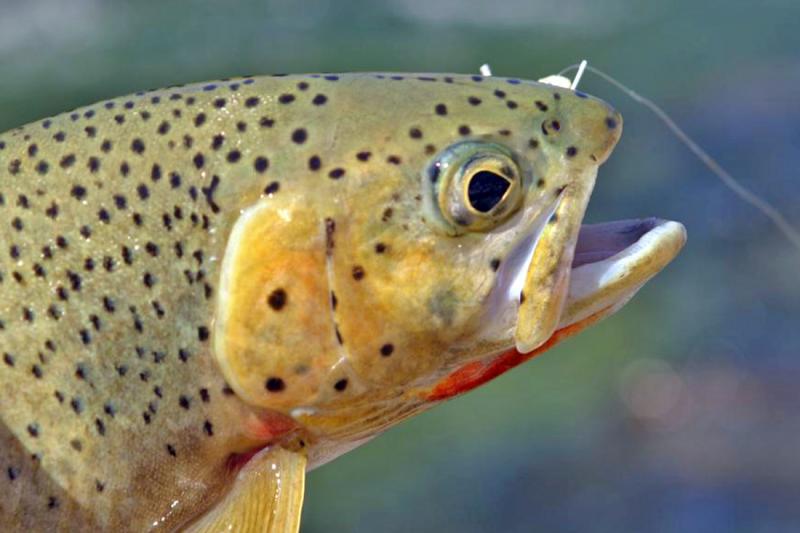 Nice Cutty
