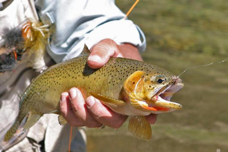 Nice Cutty