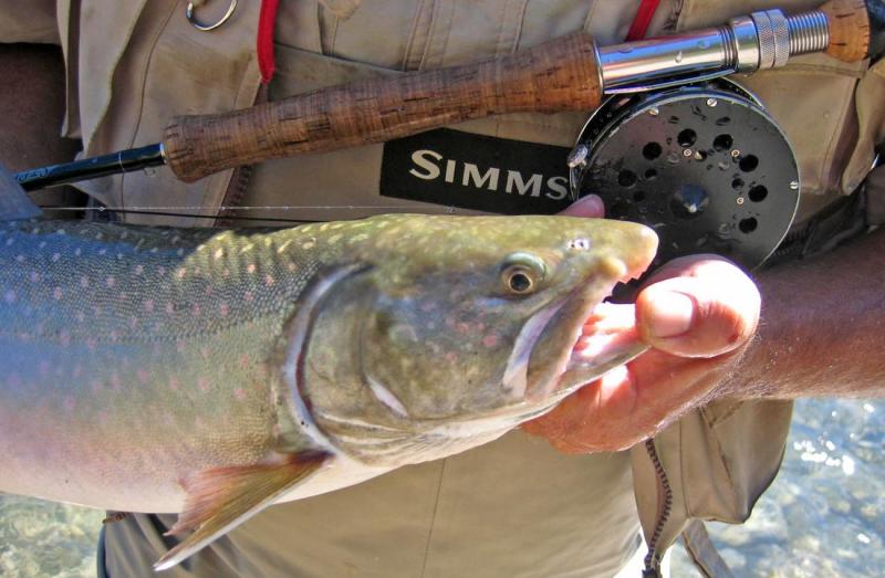 Bull Trout, Wigwam River, BC