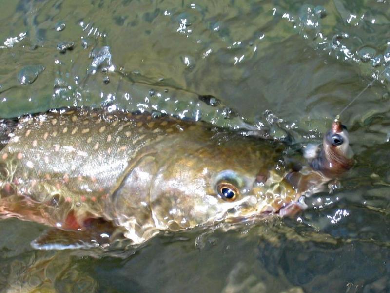 Bull Trout Closeup