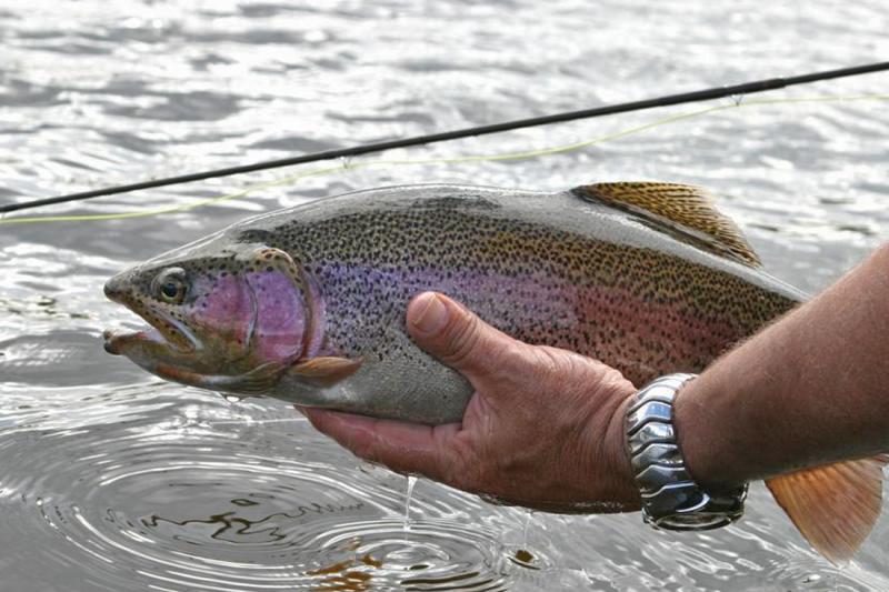 Fish in Hand