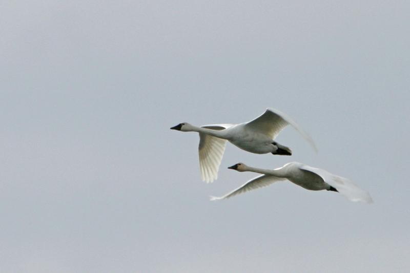 Tundra Swans