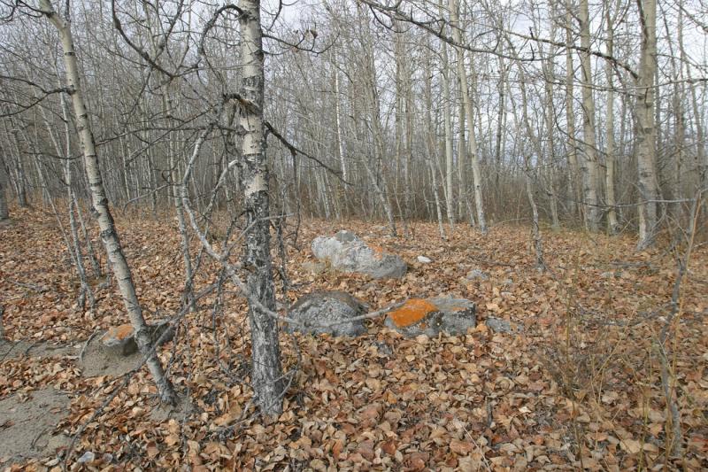 Aspens and Poplars