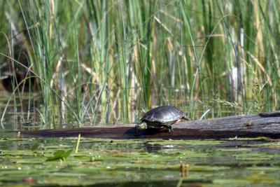 Tie Lake Turtle