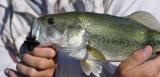 Largemouth Bass, Wasa Lake, BC