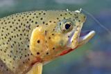 Nice Cutty