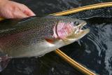 Rainbow Trout