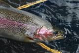 Central Alberta Bow