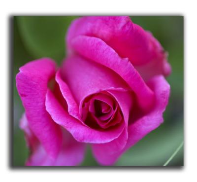 Park pink rose