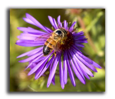 Sweet purple flower