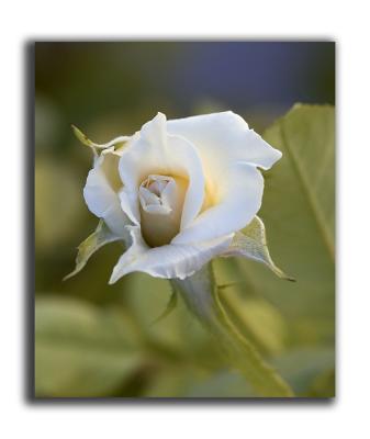 Baby white rosebud