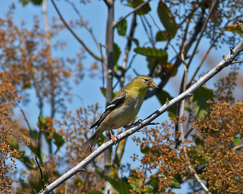 Goldfinch (F)