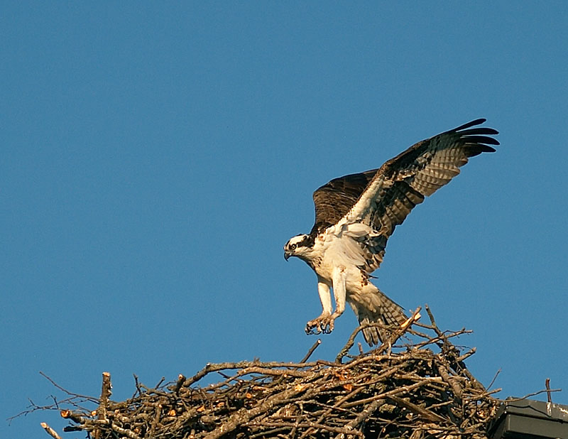 Landing Gear Down