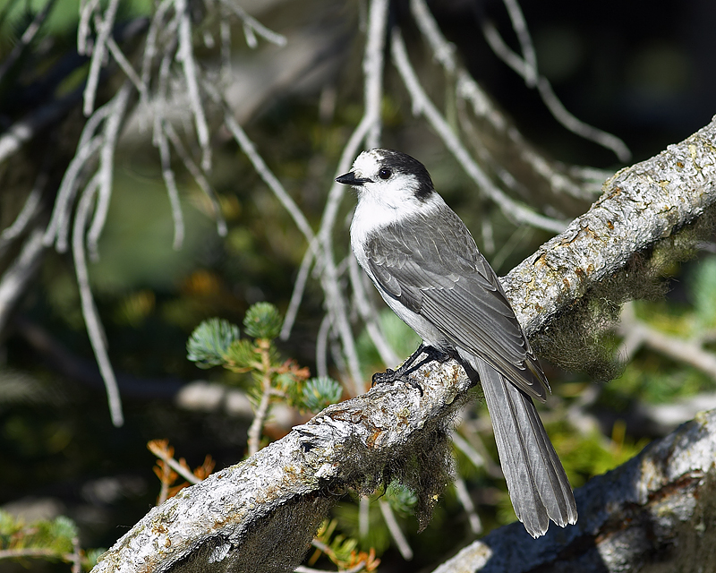 Gray Jay