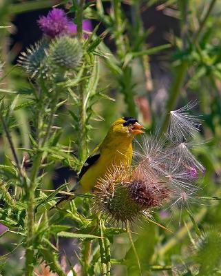Yummy Thistle seeds (Goldfinch M)