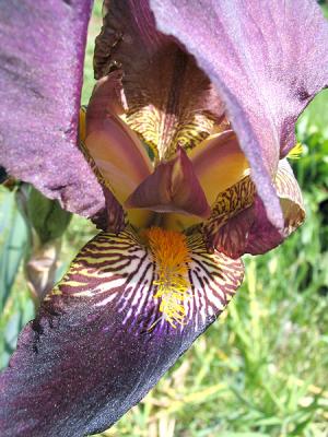 Iris
