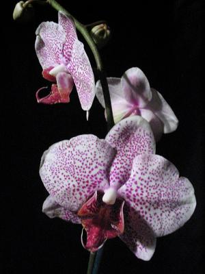 Orchids original