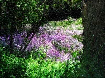 Phlox on the Hillside