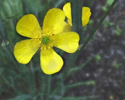 Buttercup