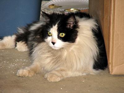 Stable Cat