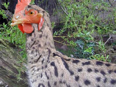 rooserval