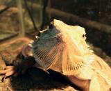 Bearded Dragon 1