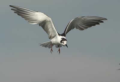 White-winged Tern in flight