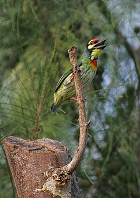 coppersmith Barbet