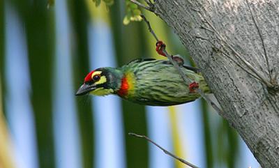 coppersmith Barbet