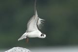 White-winged Tern take off