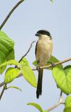 Long tailed Shrike