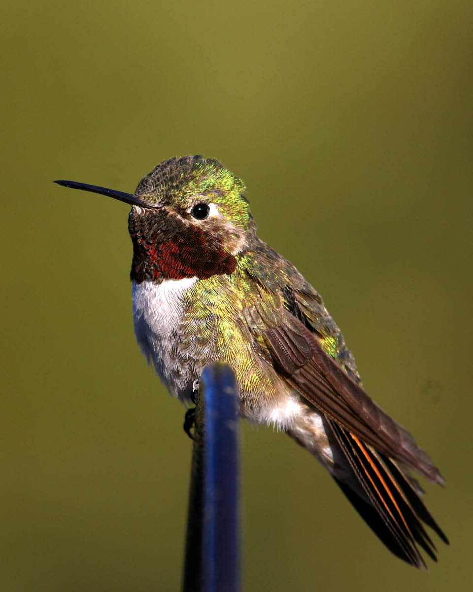 Broad-tailed Hummingbird