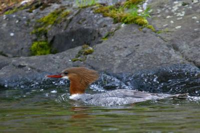 Female Common Merganser