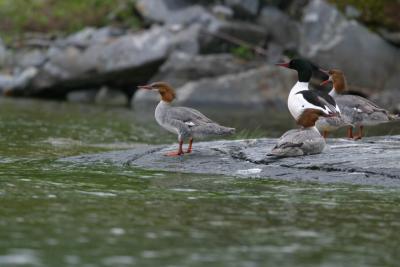 Common Mergansers on Lakeshore