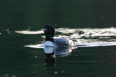 Eagle Lake Ontario-21