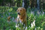 Toby the Mountaindog II (Taylor Mt Rd)