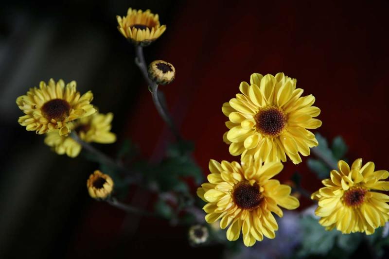 ikebana